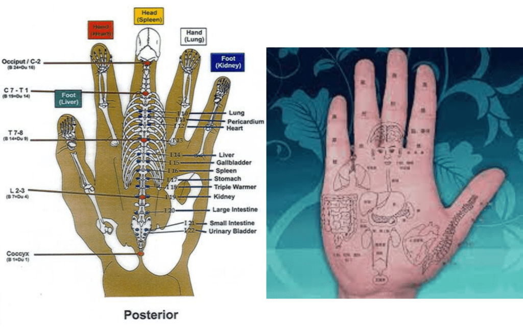 A poster of the human body with labels on it.