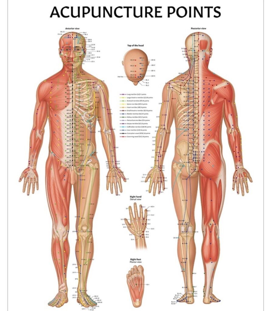 A poster of the human body with labels on it.